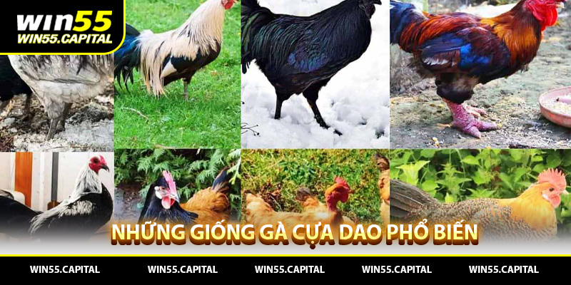 Những giống gà cựa dao phổ biến nhất ở Việt Nam